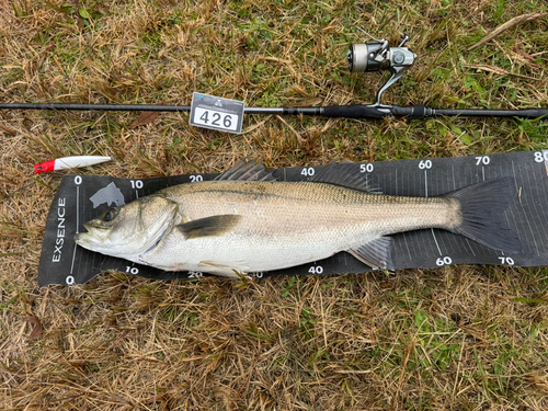 マルスズキの釣果