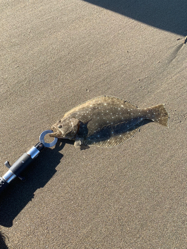 ソゲの釣果