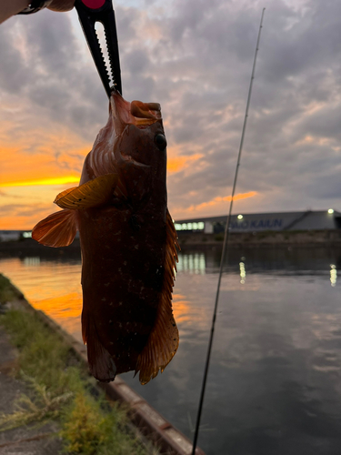 アコウの釣果