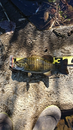 スモールマウスバスの釣果