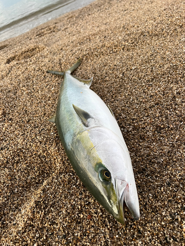 ブリの釣果