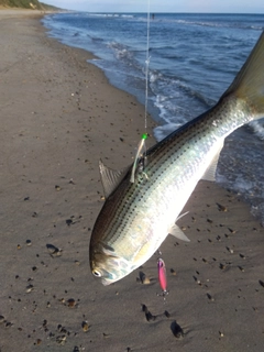 コノシロの釣果