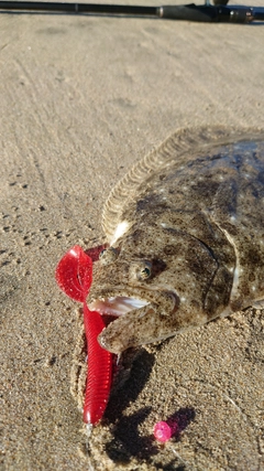 ヒラメの釣果