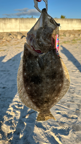 ヒラメの釣果