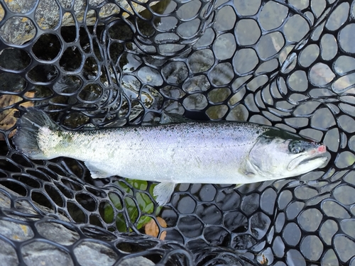 トラウトの釣果