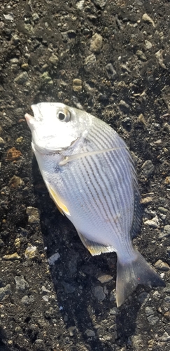 ヘダイの釣果