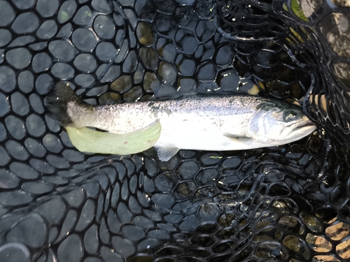 トラウトの釣果