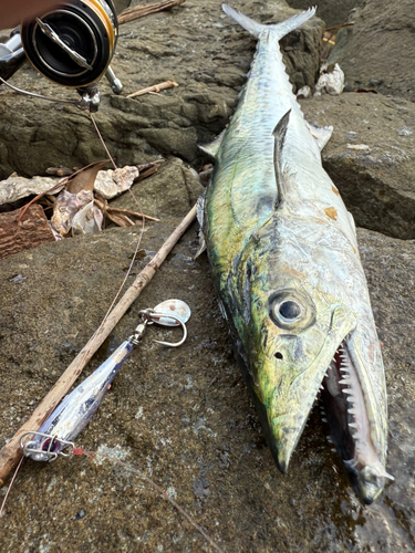 サゴシの釣果