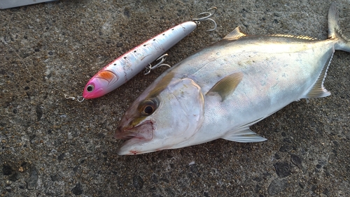 ネリゴの釣果