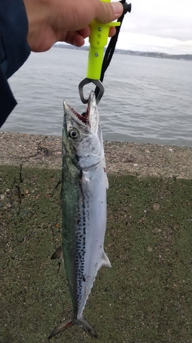 サゴシの釣果