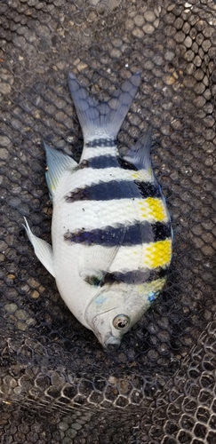 オヤビッチャの釣果