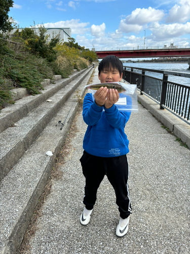 キュウセンの釣果