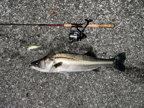 シーバスの釣果