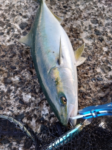 イナダの釣果