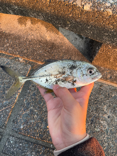 メッキの釣果