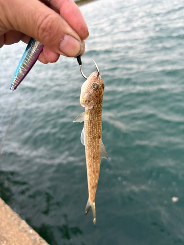 マエソの釣果