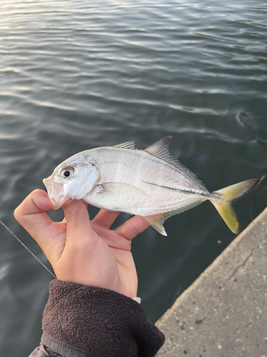 メッキの釣果