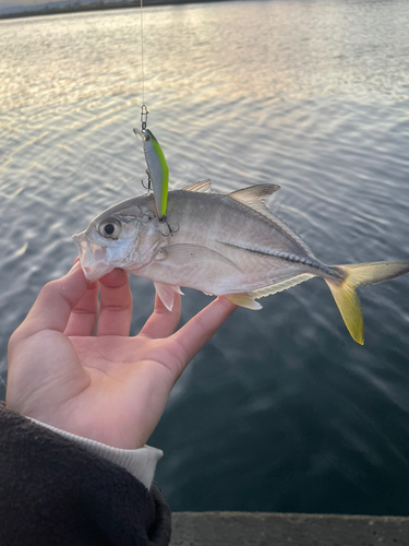 メッキの釣果