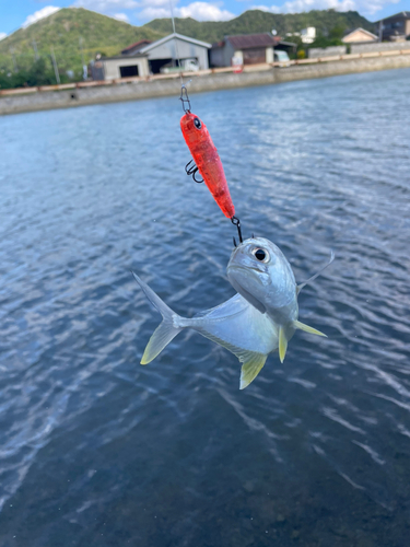 オニヒラアジの釣果