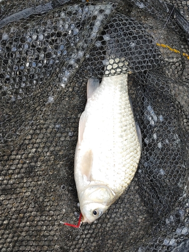 フナの釣果