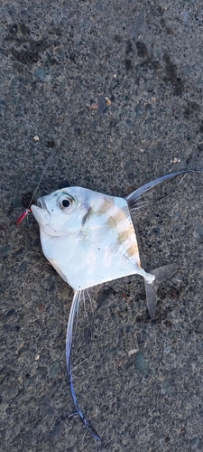 イトヒキアジの釣果