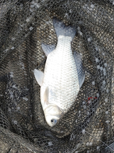 フナの釣果