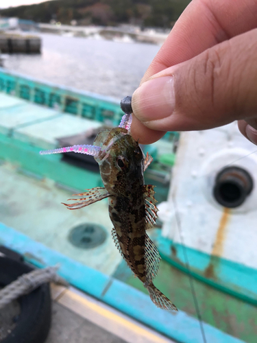 アナハゼの釣果