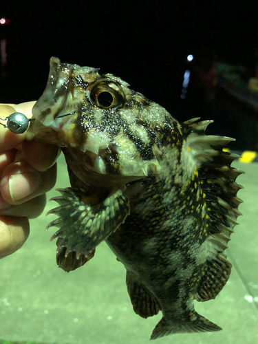 オウゴンムラソイの釣果