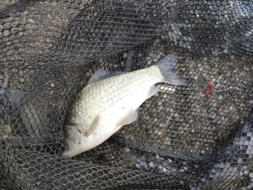 フナの釣果