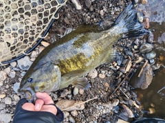 スモールマウスバスの釣果