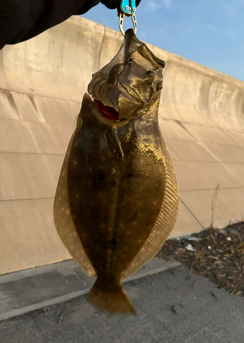 ヒラメの釣果