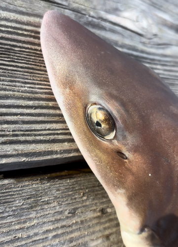 ネムリブカの釣果