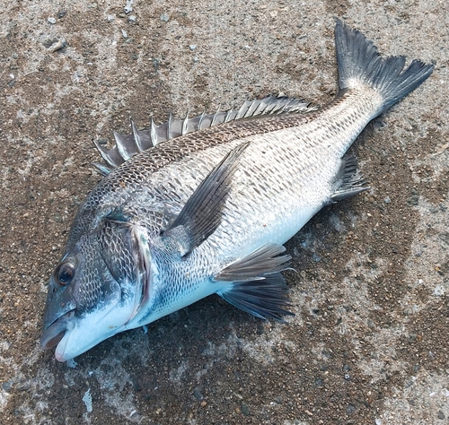 チヌの釣果