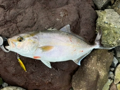 カンパチの釣果