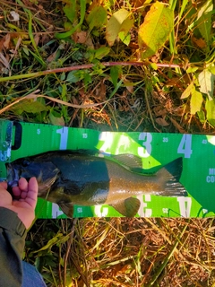 スモールマウスバスの釣果