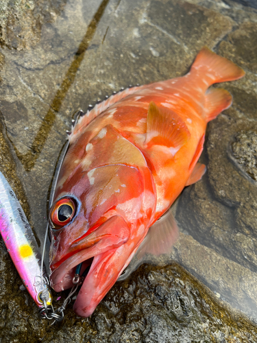 アカハタの釣果