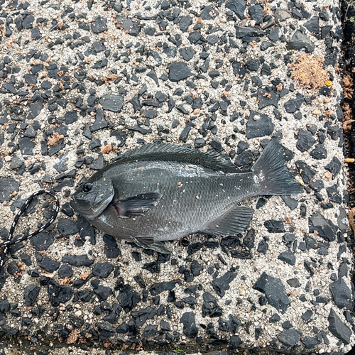 クロダイの釣果