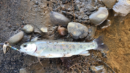 ニジマスの釣果