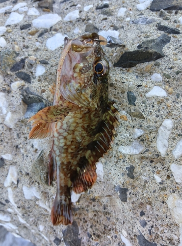 カサゴの釣果