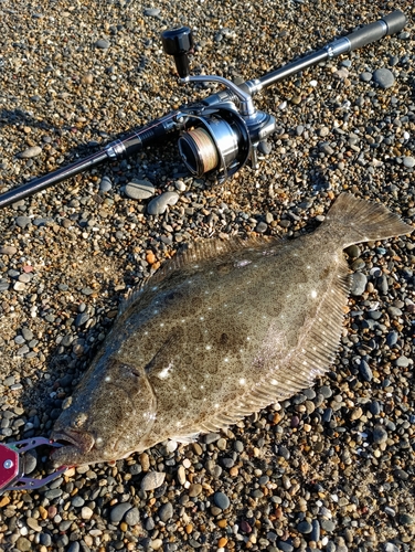 ヒラメの釣果