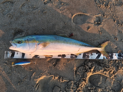 ブリの釣果