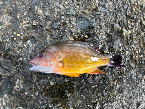 オキフエダイの釣果