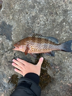 オオモンハタの釣果