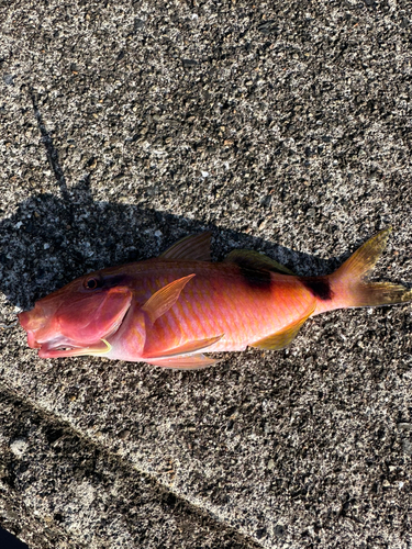 キビレブダイの釣果