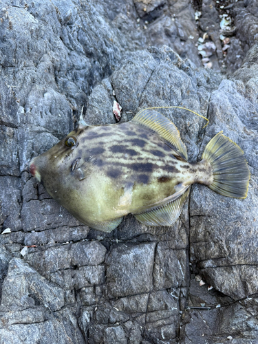 カワハギの釣果