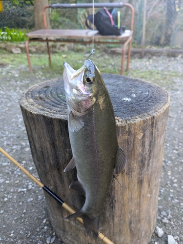 ニジマスの釣果