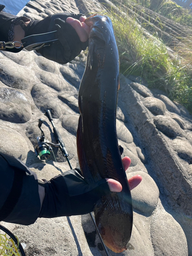 ニホンナマズの釣果