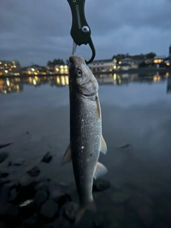 釣果