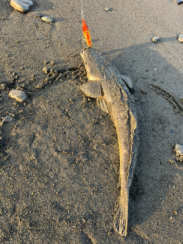 マゴチの釣果