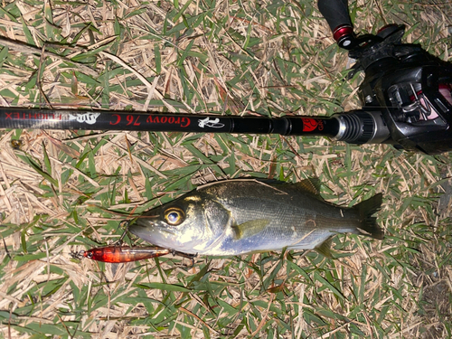 セイゴ（マルスズキ）の釣果